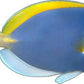 ProSticker 1507 (One) 3.75"x 7" Fishing Art Series Powder Blue Surgeonfish Decal Sticker