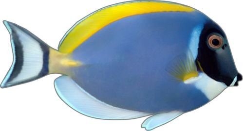 ProSticker 1507 (One) 3.75"x 7" Fishing Art Series Powder Blue Surgeonfish Decal Sticker