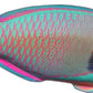 ProSticker 1506 (One) 2.5"x 7" Fishing Art Series Parrotfish Tropical Fish Decal Sticker