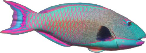ProSticker 1506 (One) 2.5"x 7" Fishing Art Series Parrotfish Tropical Fish Decal Sticker